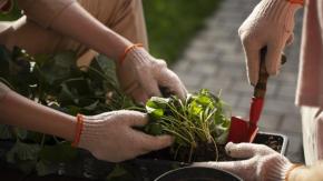 Un jardin partagé sur le Campus de Saint-Jérôme : Viens mettre les mains dans la terre !